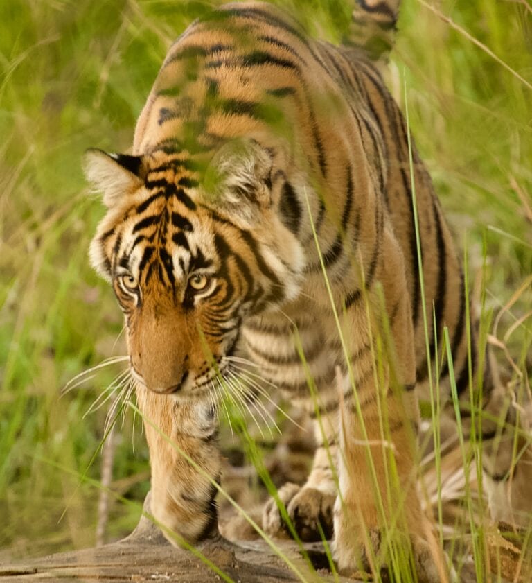 What the Netflix Series Tiger King Can Teach You About Estate Planning – Part 1