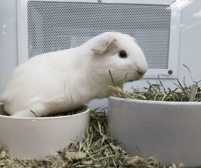 Want To Protect Your Pet – Do This Instead